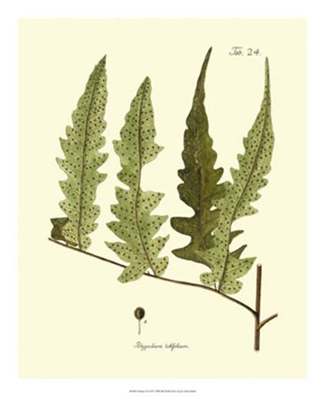 Antique Fern VII by Vision Studio art print