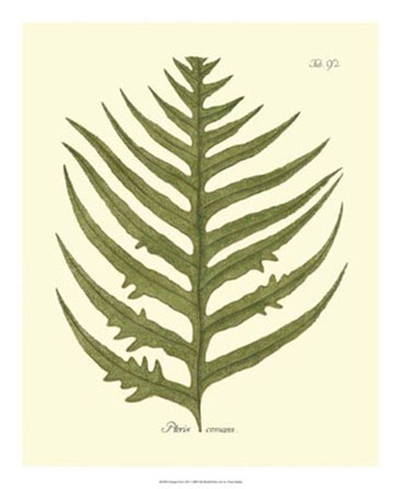 Antique Fern VIII by Vision Studio art print