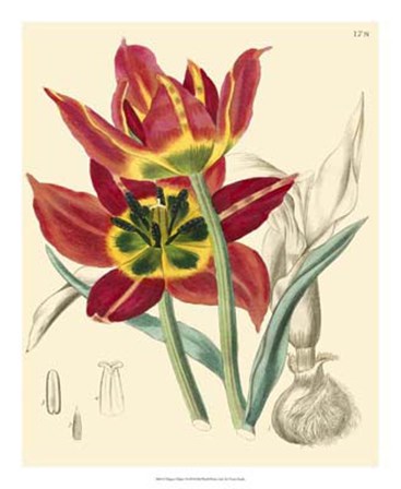 Elegant Tulips I by Vision Studio art print