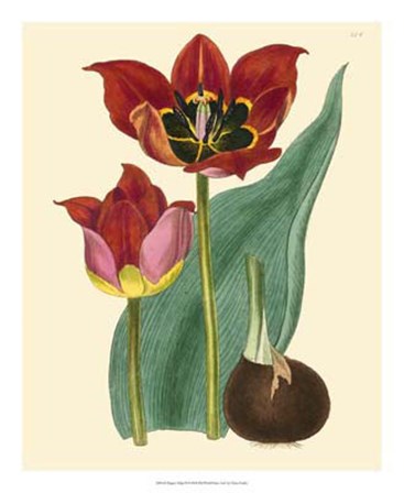 Elegant Tulips II by Vision Studio art print