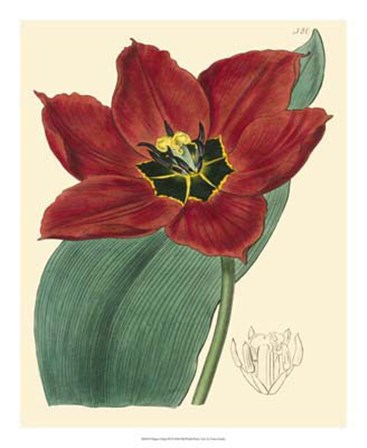 Elegant Tulips III by Vision Studio art print