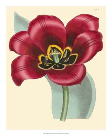 Elegant Tulips IV by Vision Studio art print