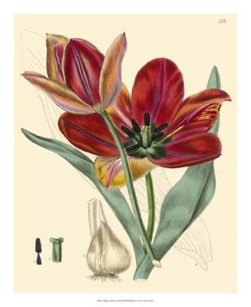 Elegant Tulips V by Vision Studio art print