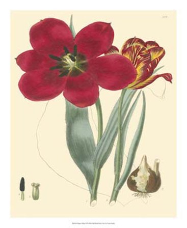 Elegant Tulips VI by Vision Studio art print