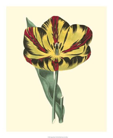 Antique Tulip I by Frederick W. Watts art print