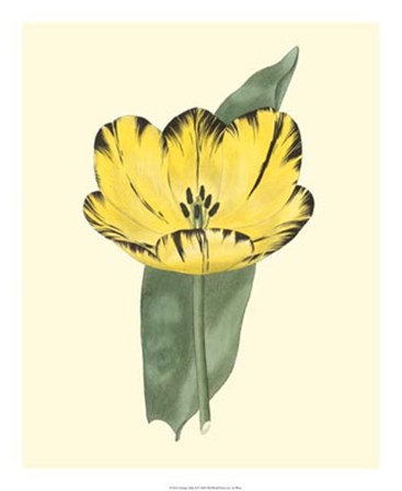 Antique Tulip II by Frederick W. Watts art print