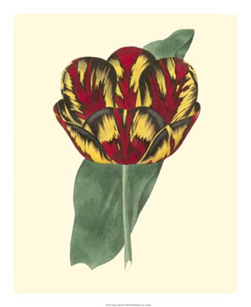 Antique Tulip III by Frederick W. Watts art print