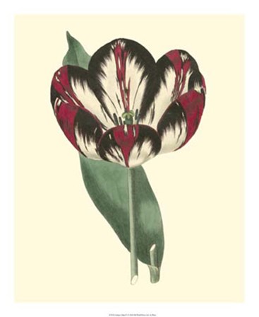 Antique Tulip IV by Frederick W. Watts art print