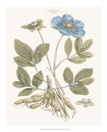 Bashful Blue Florals I by John Miller art print