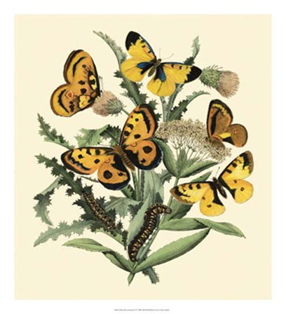 Butterfly Gathering IV by Vision Studio art print