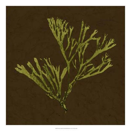 Dramatic Kelp II by Vision Studio art print