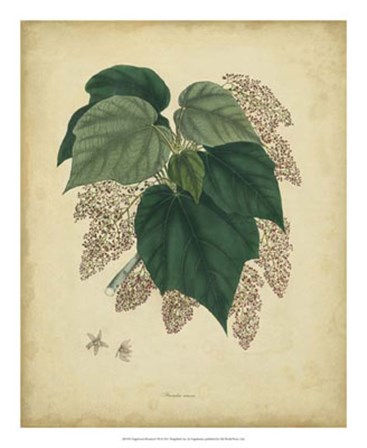 Botanical VII by Engelmann art print
