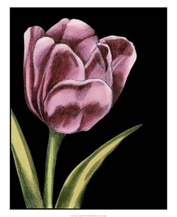 Vibrant Tulips III by Ethan Harper art print