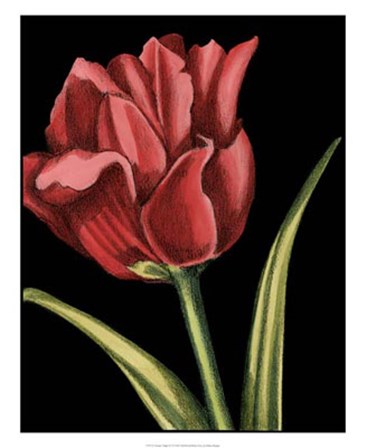 Vibrant Tulips IV by Ethan Harper art print