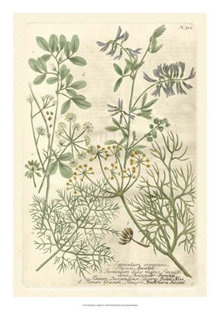 Weinmann&#39;s Garden IV by Johann Wilhelm Weinmann art print