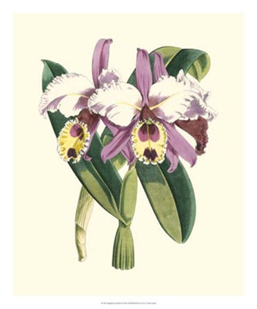 Magnificent Orchid I by Vision Studio art print