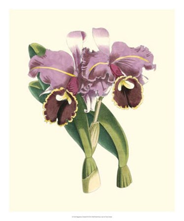 Magnificent Orchid II by Vision Studio art print