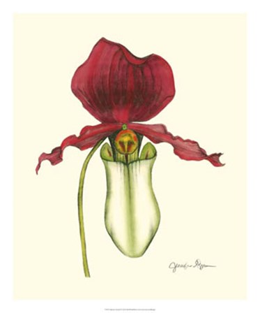 Majestic Orchid I by Jennifer Goldberger art print