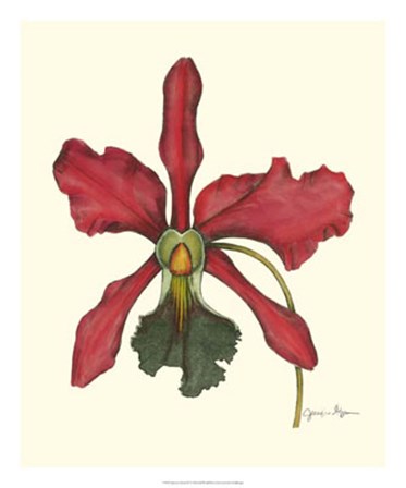Majestic Orchid IV by Jennifer Goldberger art print