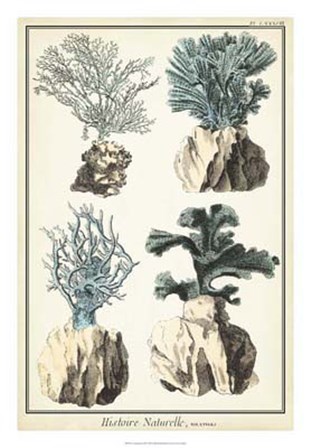 Coral Species III by Vision Studio art print