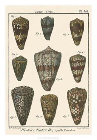 Cone Shell pl. 318 by Vision Studio art print