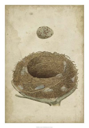 Bird&#39;s Nest Study I by Vision Studio art print