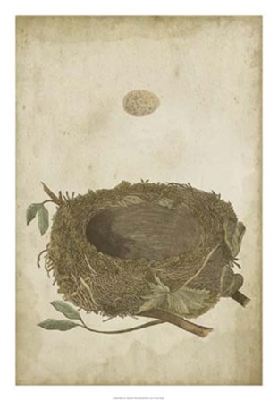 Bird&#39;s Nest Study II by Vision Studio art print