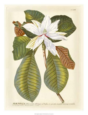 Magnificent Magnolias II by Jacob Trew Christoph art print