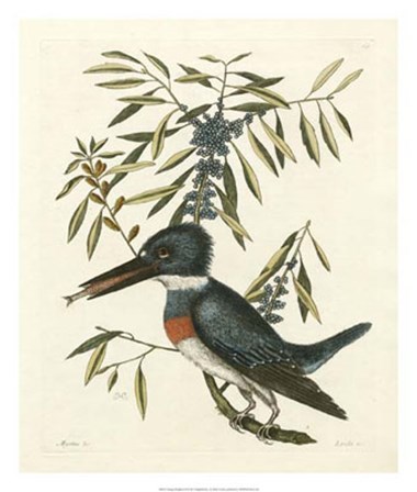 Antique Kingfisher II by Marc Catesby art print