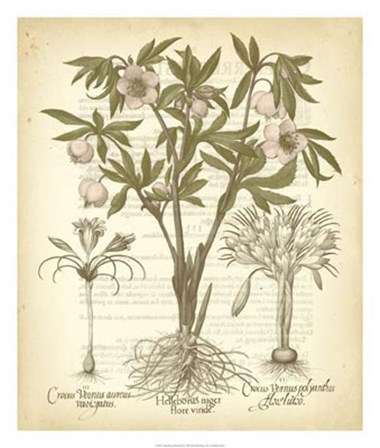 Tinted Besler Botanical I by Basilius Besler art print