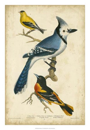 Wilson&#39;s Blue Jay by Alexander Wilson art print