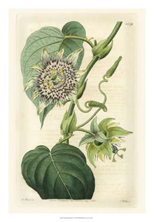 Antique Passionflower I by M. Hart art print