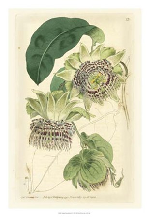 Antique Passionflower II by M. Hart art print