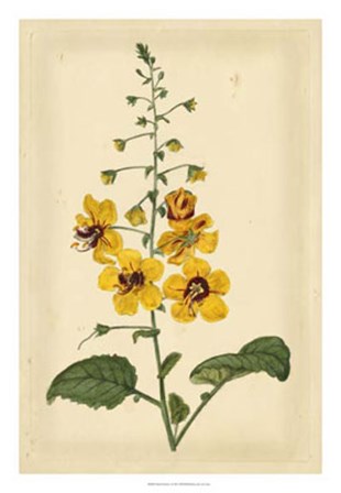 Floral Varieties I by Edward S. Curtis art print