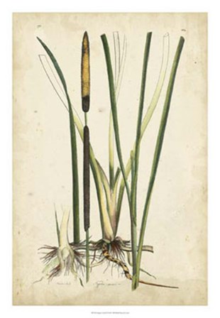 Antique Cattail II by Edward S. Curtis art print