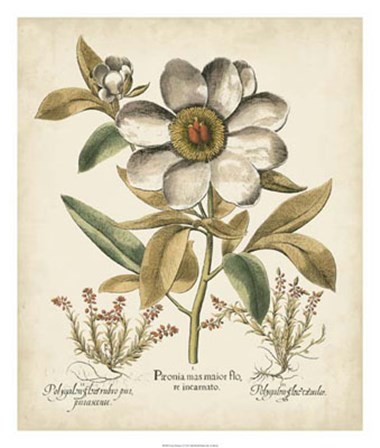 Ivory Peonies I by Basilius Besler art print