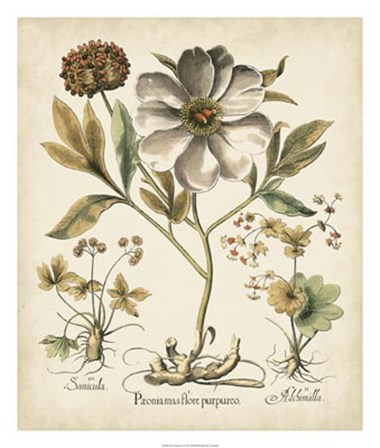 Ivory Peonies II by Basilius Besler art print