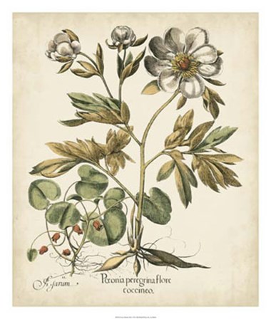 Ivory Peonies III by Basilius Besler art print