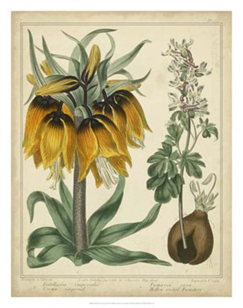 Golden Crown Imperial by Sydenham Edwards art print