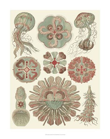 Sophisticated Sealife IV by Ernst Haeckel art print