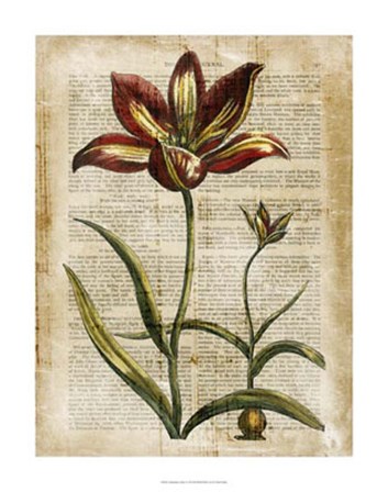 Antiquarian Tulips I by Vision Studio art print