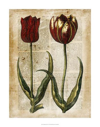 Antiquarian Tulips IV by Vision Studio art print