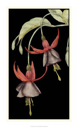 Graphic Fuchsia V by Jennifer Goldberger art print