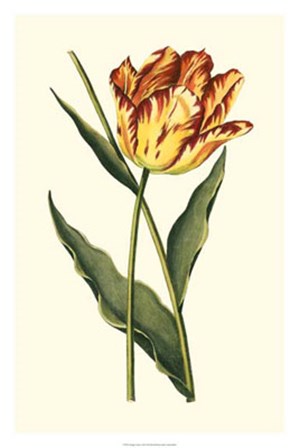Vintage Tulips I by Vision Studio art print