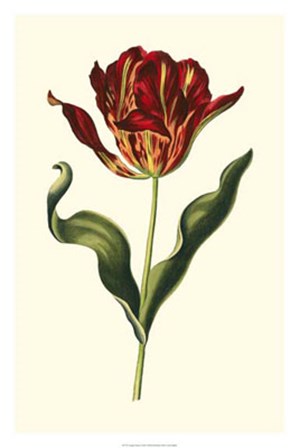 Vintage Tulips II by Vision Studio art print