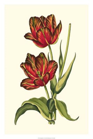 Vintage Tulips V by Vision Studio art print