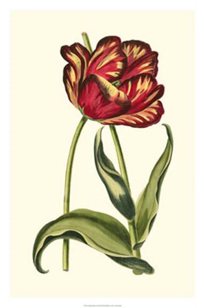 Vintage Tulips VI by Vision Studio art print