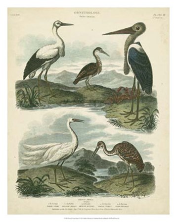 Heron &amp; Crane Species I by Sydenham Edwards art print