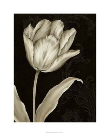 Classical Tulip I by Ethan Harper art print