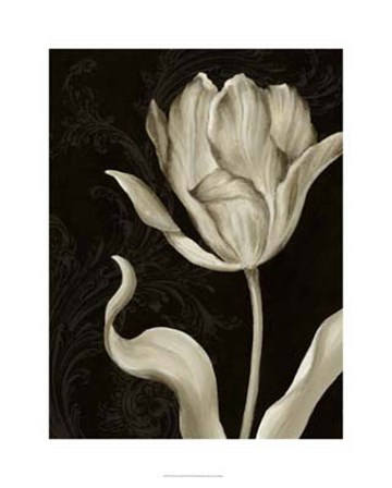 Classical Tulip II by Ethan Harper art print